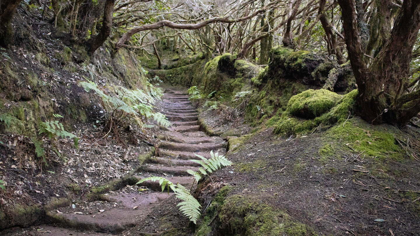 die Wanderroute startet am Casa Forestal im Anaga