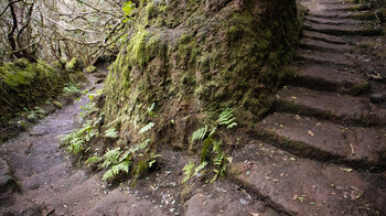 Wanderweg im Lorbeerwald des Anaga-Gebirges