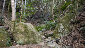 Wanderweg PR TF-8 in der Waldschlucht El Hayal