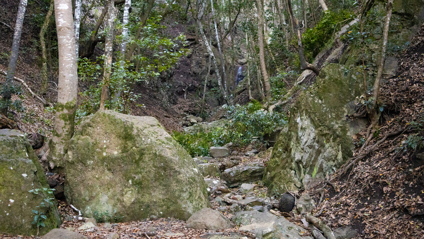 der Wanderweg PR TF-8 führt durch die Waldschlucht El Hayal Wanderweg PR TF-8 in der Waldschlucht El Hayal