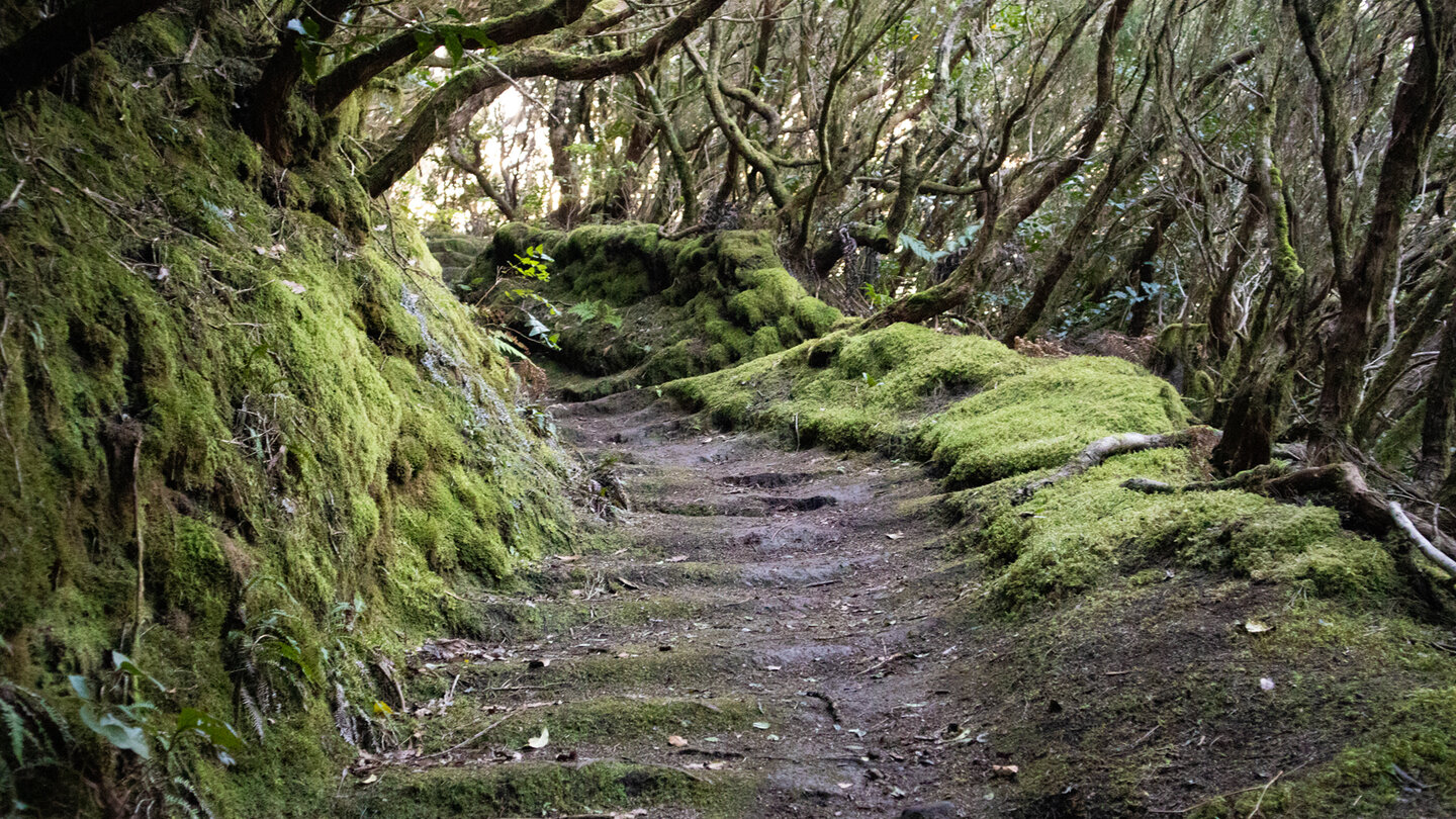 der Wanderweg PR TF-8  im Lorbeerwald bei der Casa Forestal