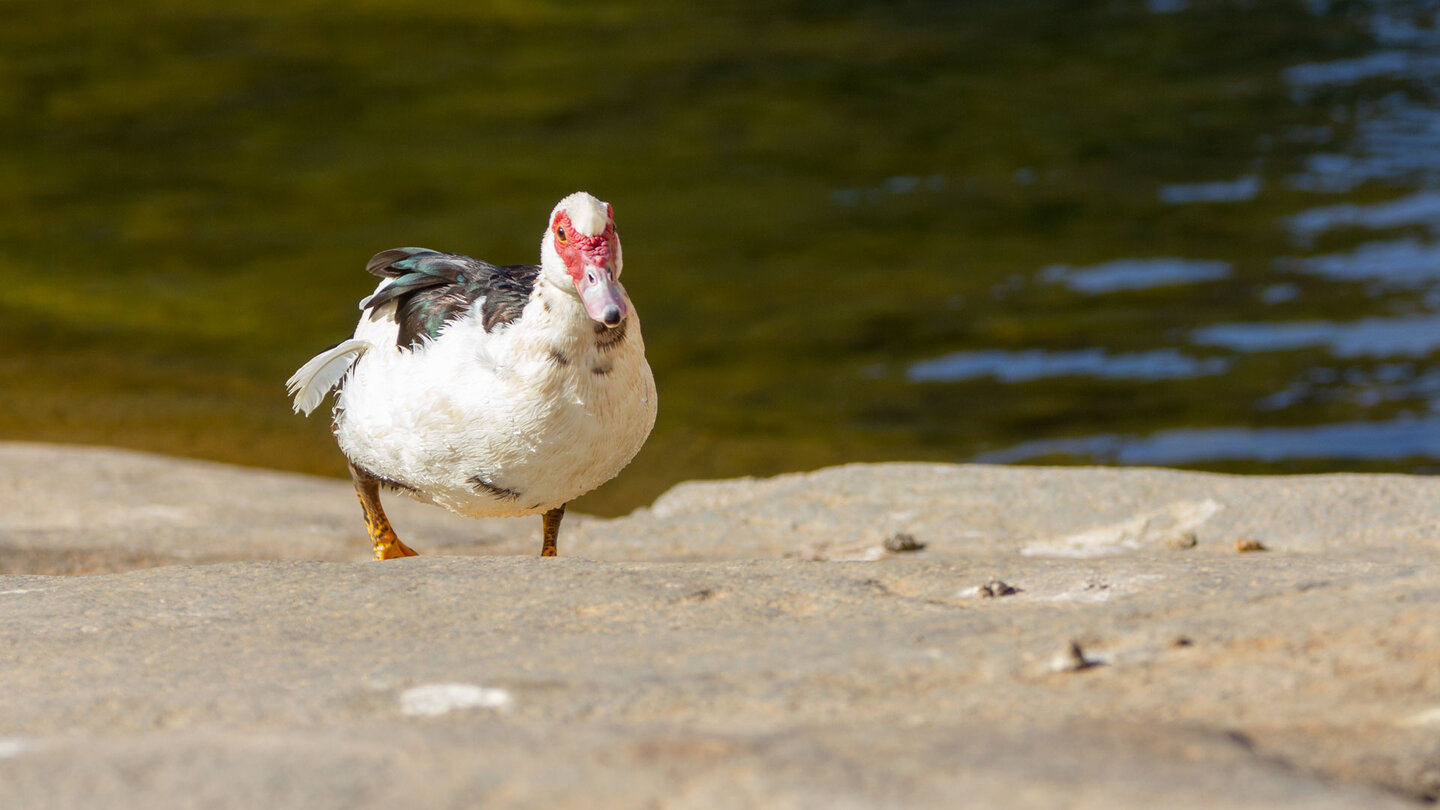 Moschusente am Wasserbecken