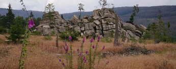 Fingerhüte vor der Mäuseklippe