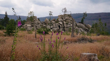 Fingerhüte vor der Mäuseklippe