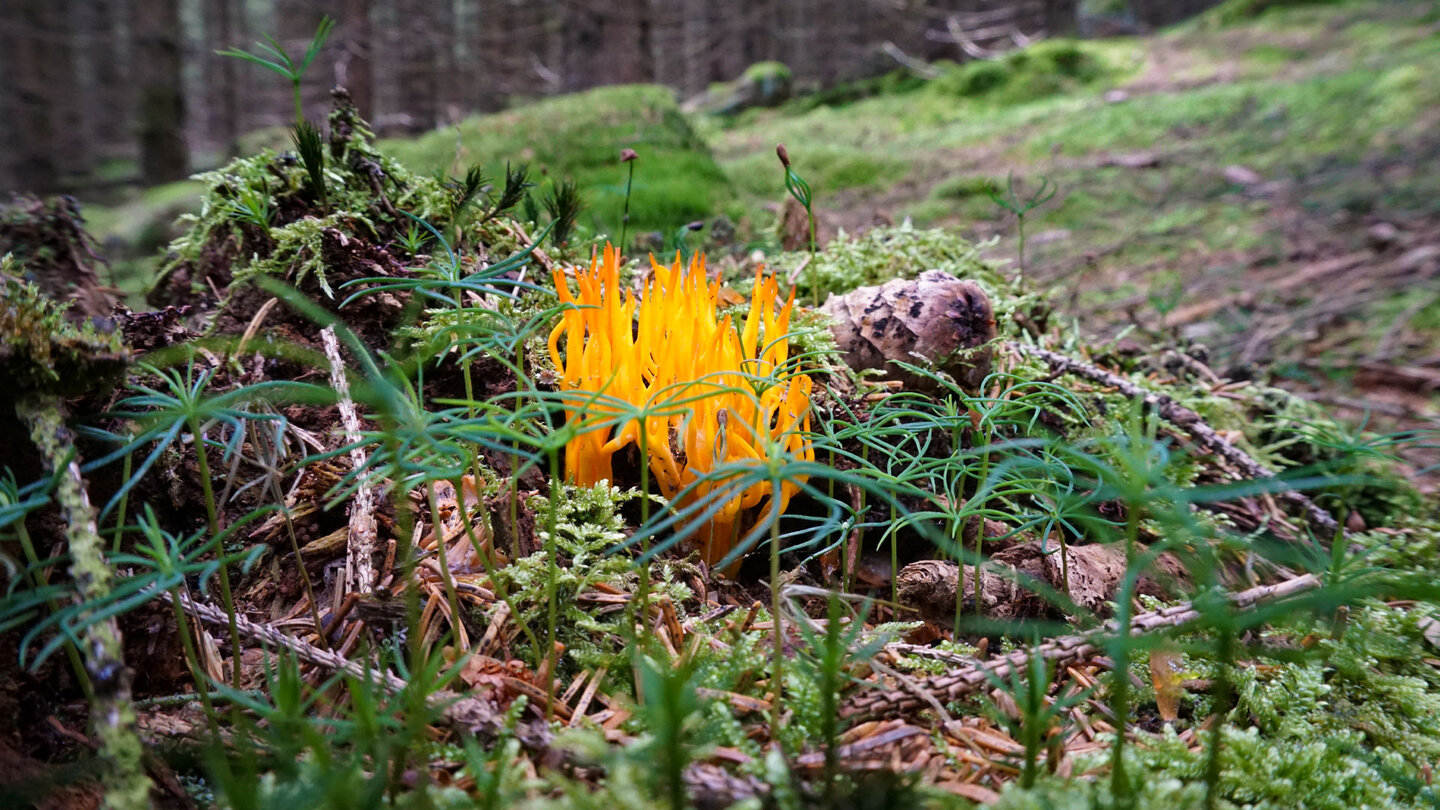flammender Pilz im Wald beim Barenberg Pilz im Wald beim Barenberg