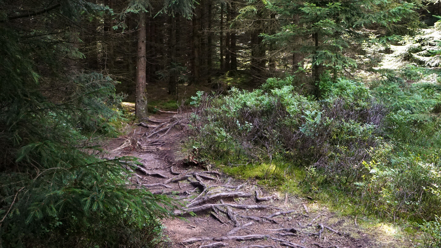 Wurzelpfad am Barenberg im Harz Wurzelpfad am Barenberg