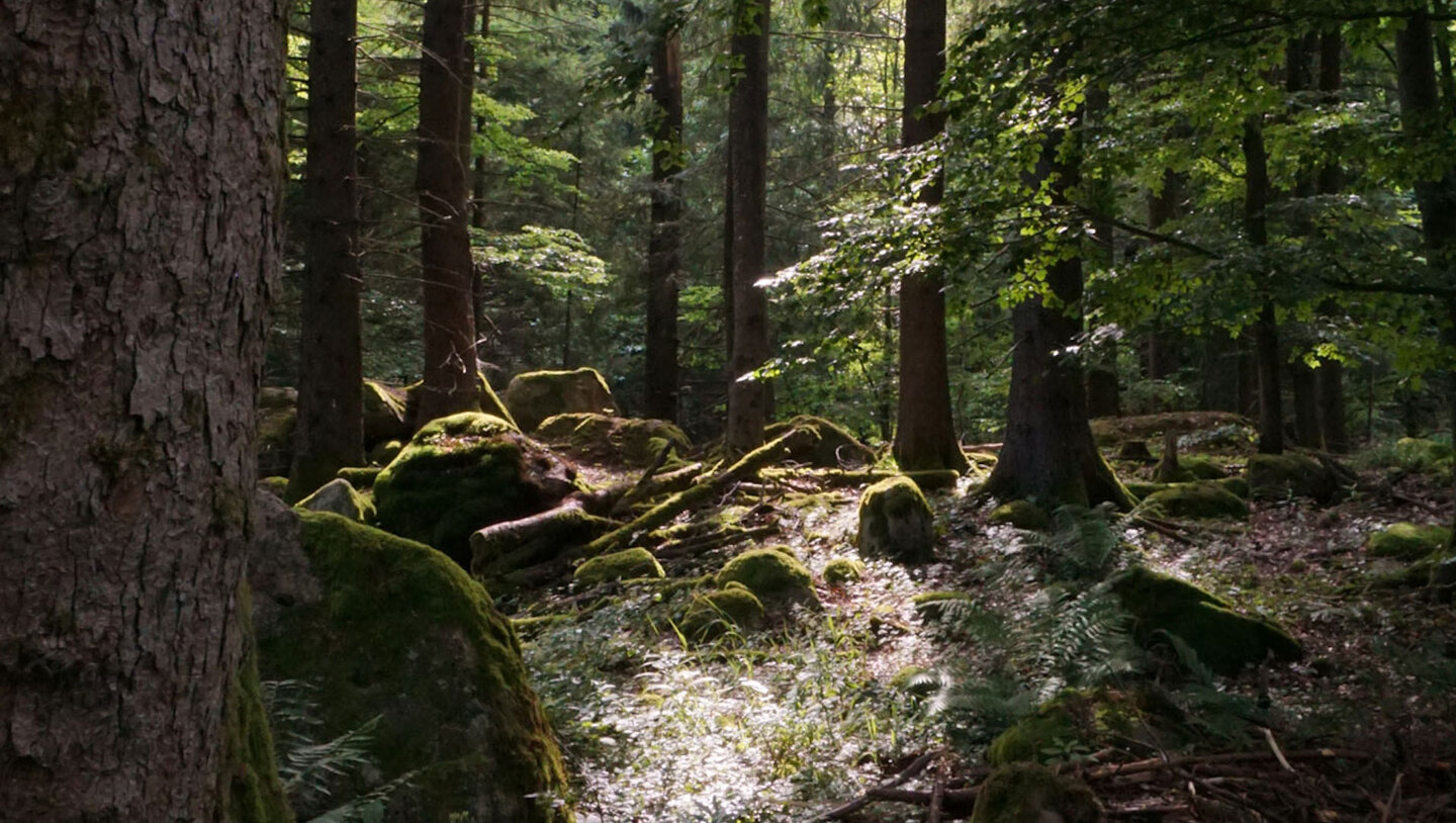 bemooste Felsen entlang der Wanderroute Felsen entlang der Wanderroute