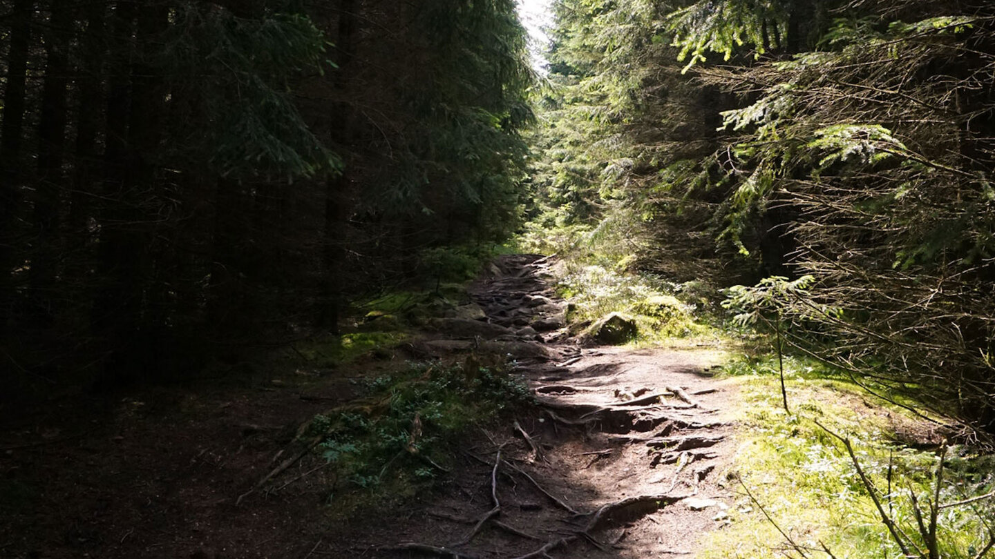 Wurzelpfad durch dichten Tannenwald Wurzelpfad durch Tannenwald