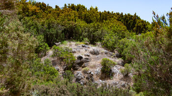 die Vegetation entlang der Route ist von Baumheide geprägt