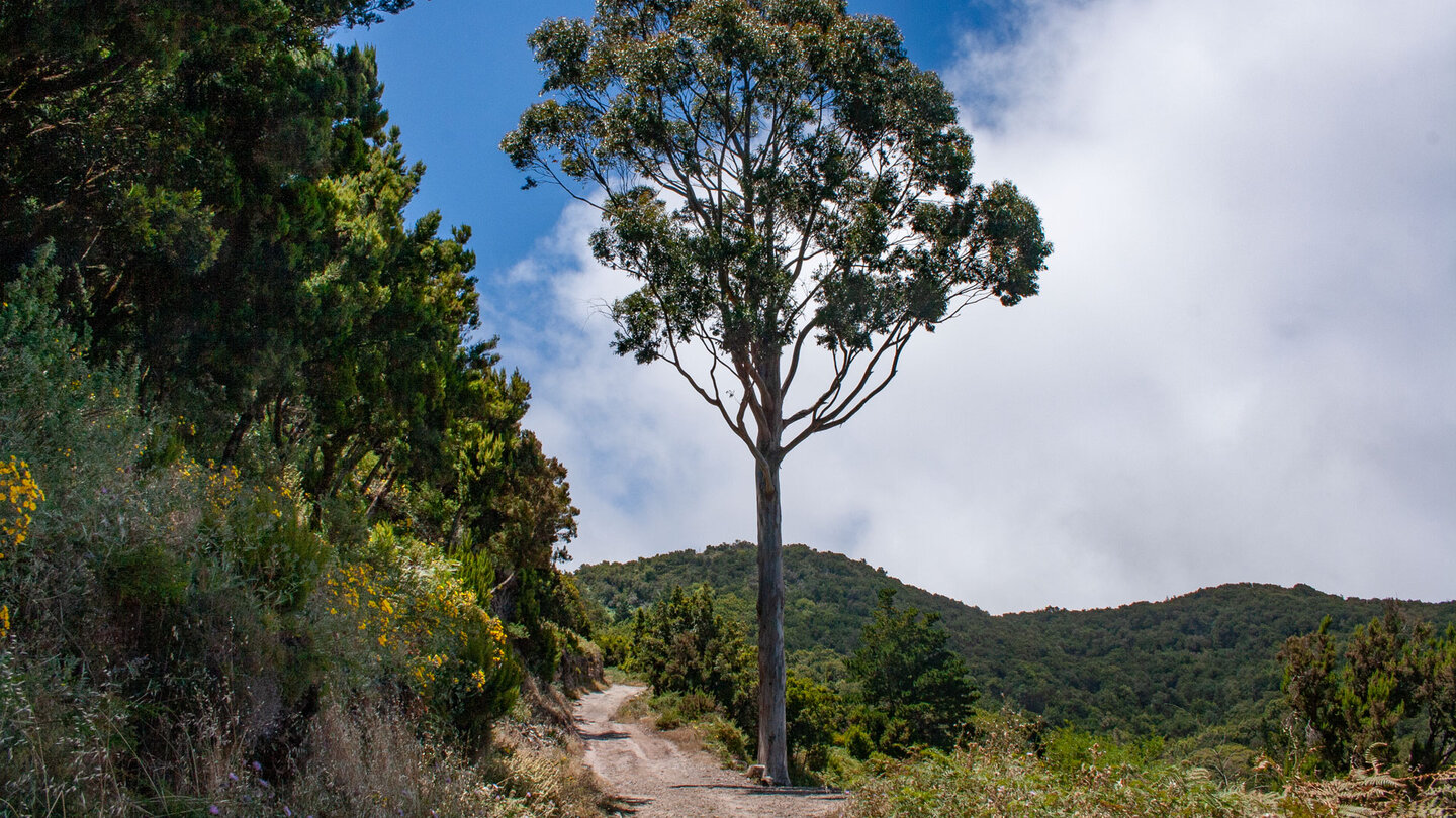 die Wanderung führt durch eine offene Buschlandschaft