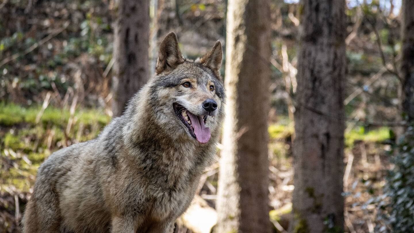Wolfsgehege im Alternativen Wolf- und Bärenpark Schwarzwald