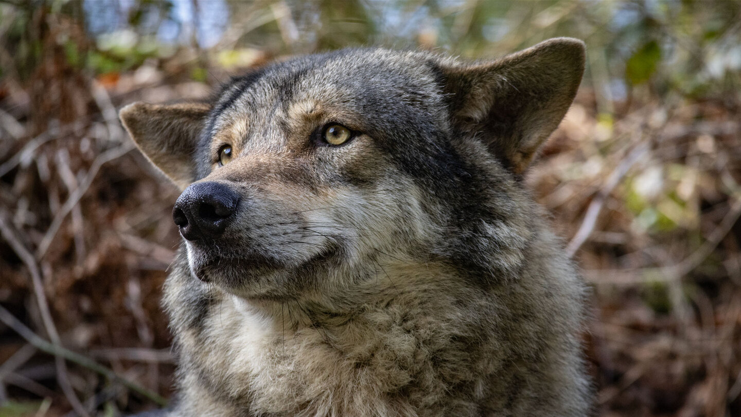 Wolf im Alternativen Wolf- und Bärenpark Schwarzwald