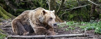 Wolf- und Bärenpark Schwarzwald bei Bad Rippoldsau-Schapbach