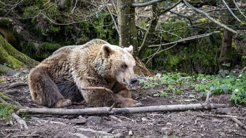 Wolf- und Bärenpark Schwarzwald bei Bad Rippoldsau-Schapbach