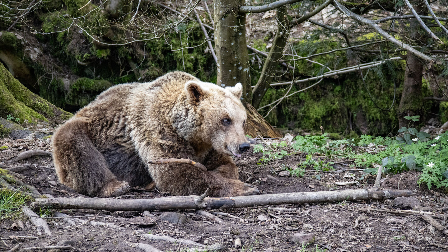 Wolf- und Bärenpark Schwarzwald bei Bad Rippoldsau-Schapbach