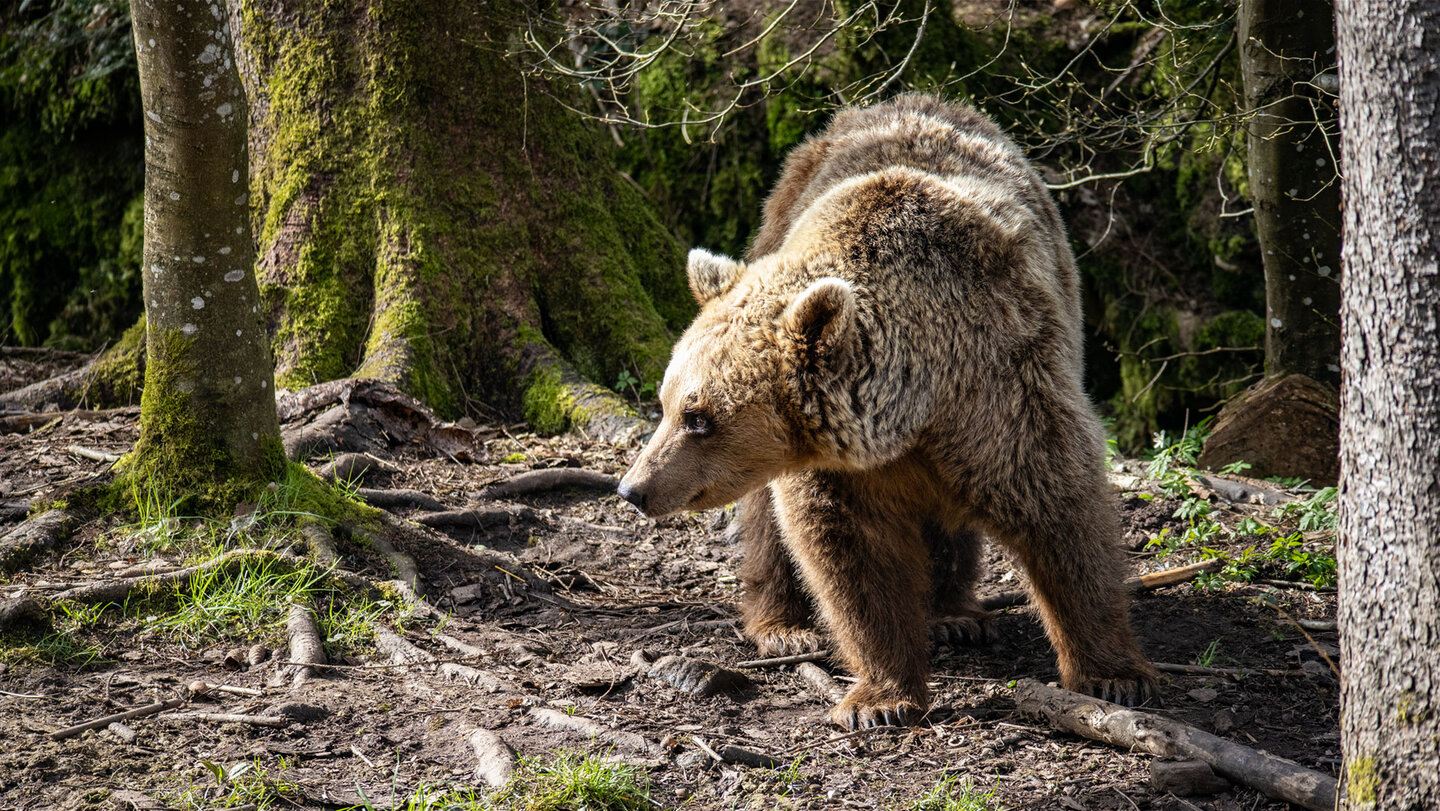 Alternativer Wolf- und Bärenpark Schwarzwald