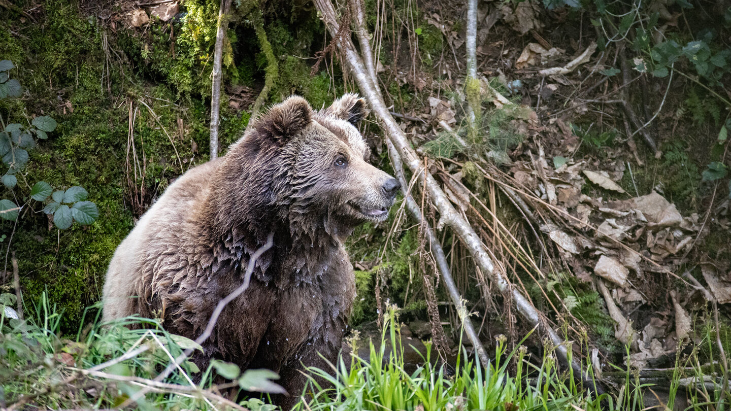 Abkühlung im Bach im Bärenpark Schwarzwald
