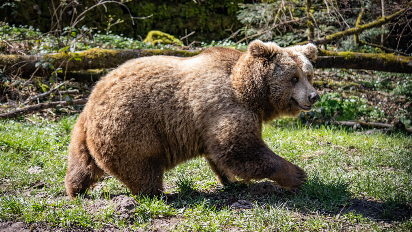 Spaziergang im Wolf- und Bärenpark Schwarzwald
