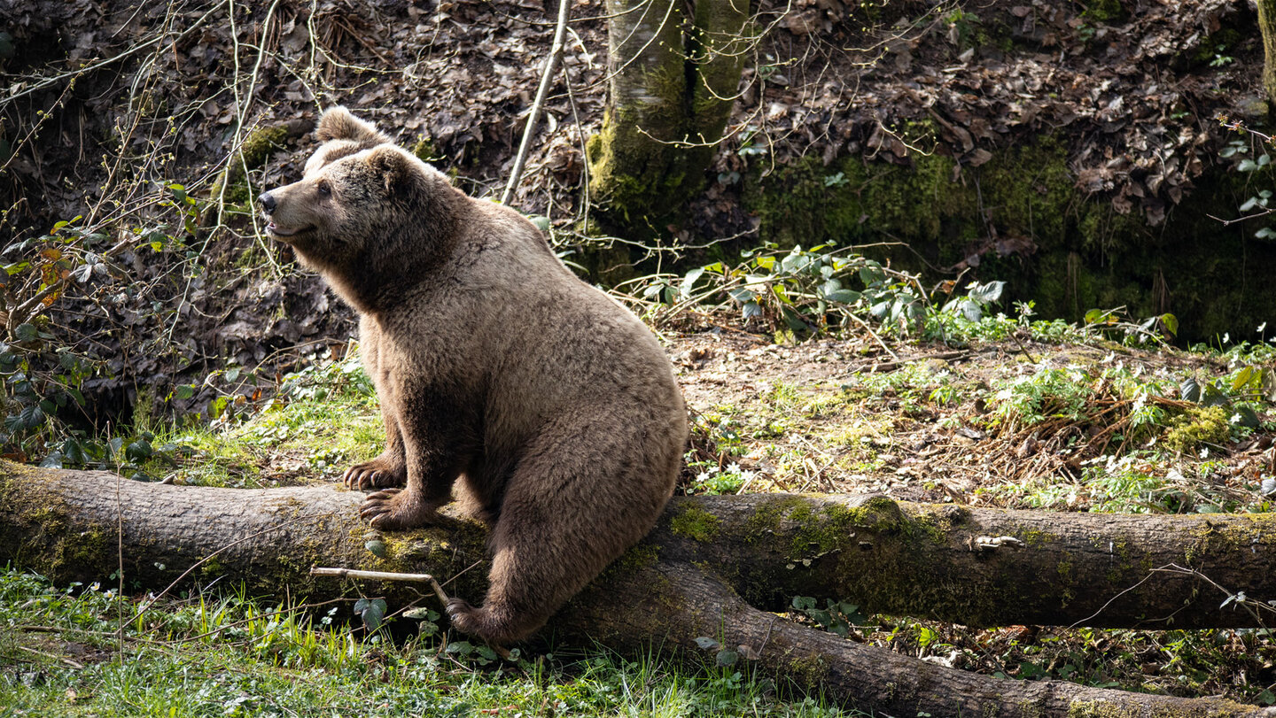 Bär auf Baumstamm im Wolf- und Bärenpark Schwarzwald