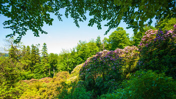 Rhododendron-Blüte auf dem Königsstuhl