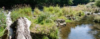 Flussinsel in der Wutach