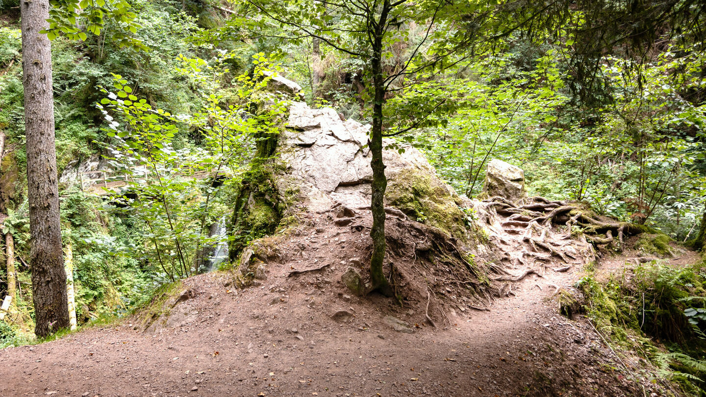 Wurzelweg in der Lotenbachklamm