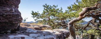 Auf dem Kreuzeckfels am Eichelberg bei Busenberg.