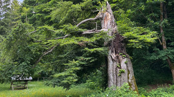 Naturdenkmal Rotbuche
