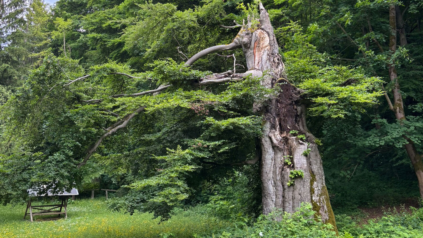 das Naturdenkmal Rotbuche Naturdenkmal Rotbuche