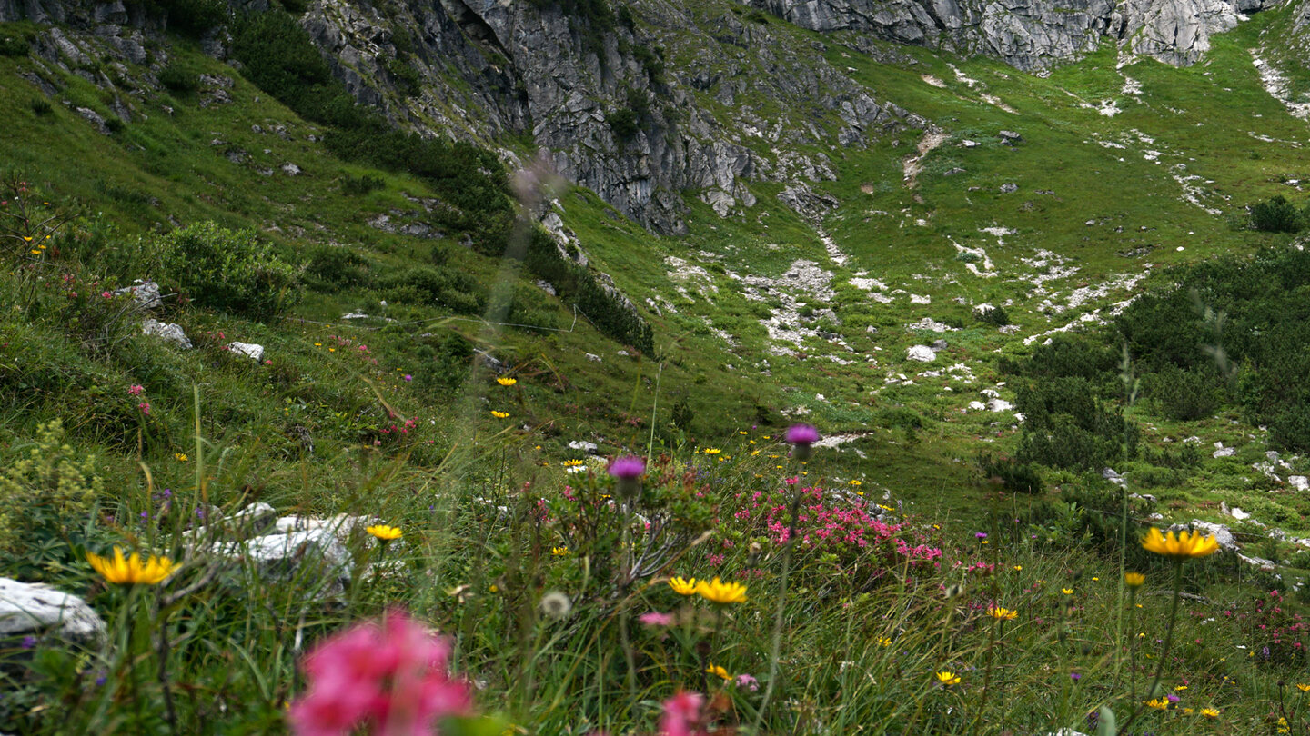 blühende Alpenblumen am Wegesrand der Wanderung zum Engeratsgundsee Alpenblumen am Wegesrand der Wanderung