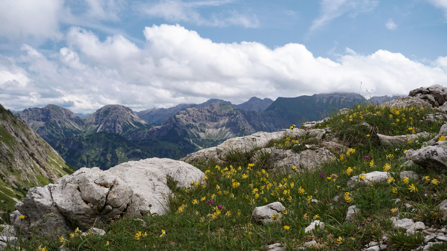 neben Alpenblüten am Wegesrand blickt man Richtung Hochvogel Blick Richtung Hochvogel