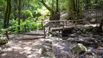 Holzbrücke über den Bach El Cedro