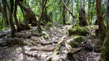 Wanderpfad im verwunschenem Lorbeerwald des Garajonay Nationalpark