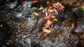 ganzjährig wasserführender Bachlauf El Cedro