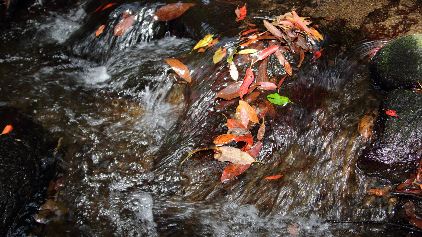 ganzjährig wasserführender Bachlauf El Cedro