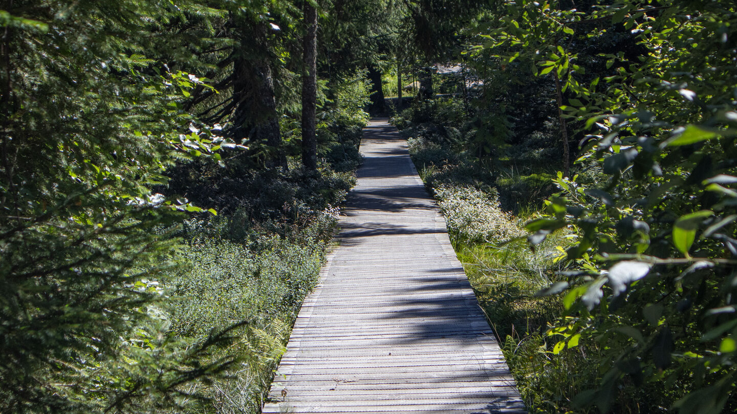 Bohlenweg durch das Hochmoor auf der Wilhelmshöhe