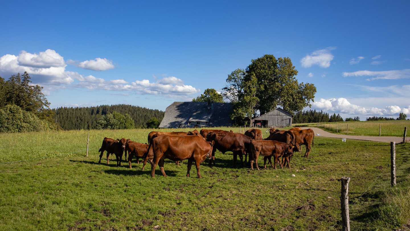 Rinderweite entlang der Wanderung