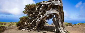 die windgebeugten Wachholderbäume sind ein Wahrzeichen der Insel El Hierro