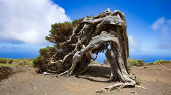 die windgebeugten Wachholderbäume sind ein Wahrzeichen der Insel El Hierro