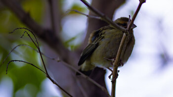 Am Wanderweg des Piton de la Petite Rivière Noire Trail