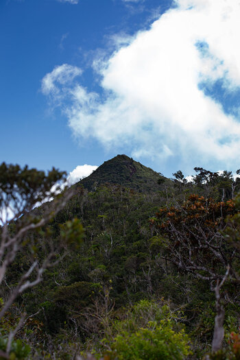 Piton de la Petite Rivière Noire - Black River Peak