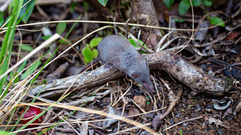 Maus auf dem Wanderweg zum Black River Peak