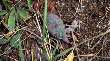 Maus im Wald auf dem Piton de la Petite Rivière Noire Trail