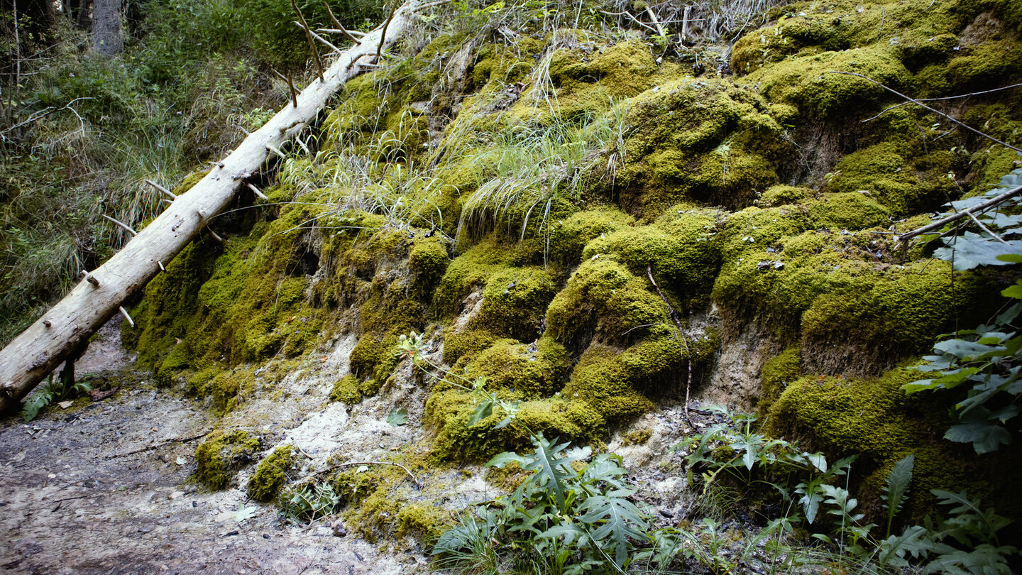 bemooste Quelle auf der 5-Schluchten-Tour