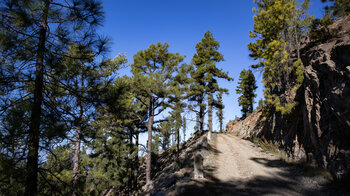 Wanderung aauf der Pista de Tirma im Tamadaba