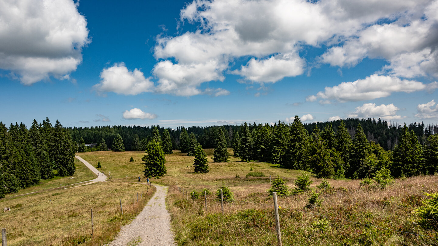 Wiesen und Tannenwälder säumen die Route zum Herzogenhorn