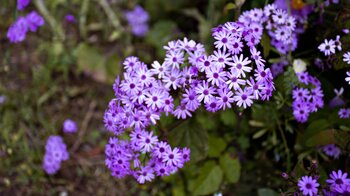 lila blühende Cinerarie am Wanderweg zu den Los Órganos