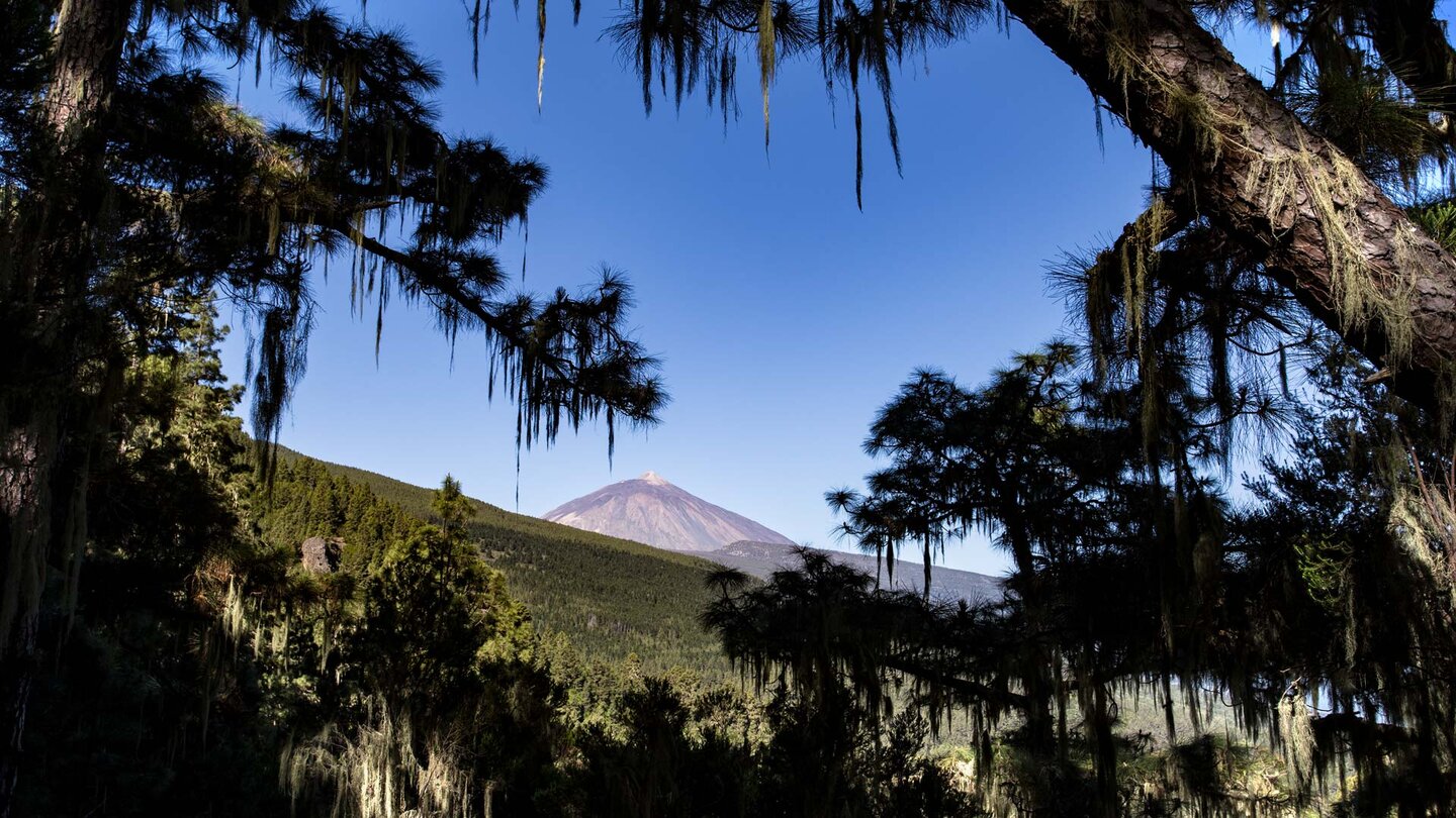 Ausblick zum Teide über den Kiefernwald auf der Wanderung zu den Órganos