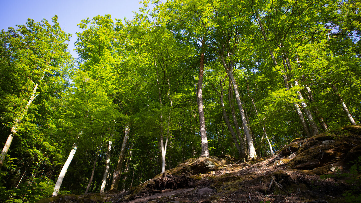 Buntsandsteinfelsen am Wanderweg