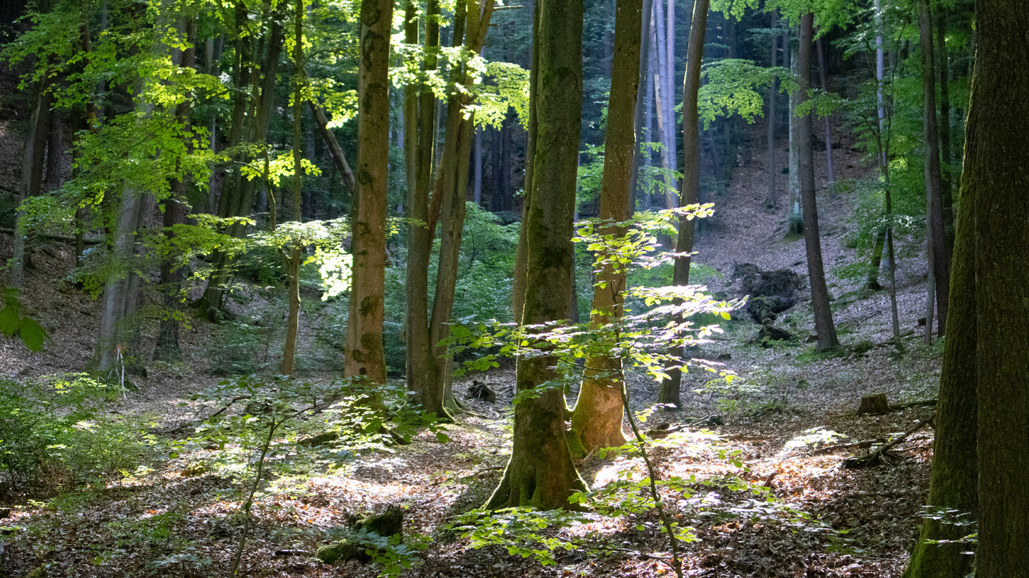 Waldstück im Stephansstal